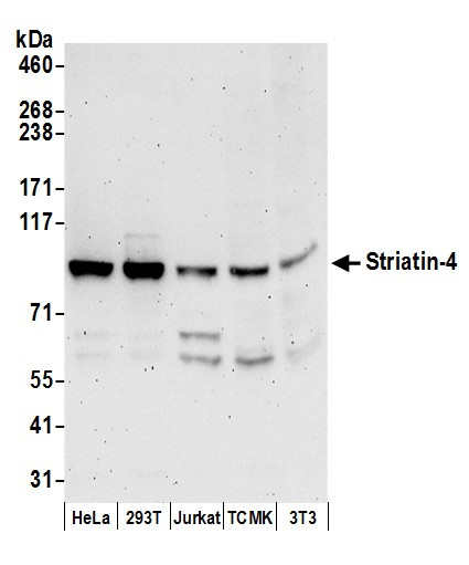 Striatin-4 Antibody in Western Blot (WB)