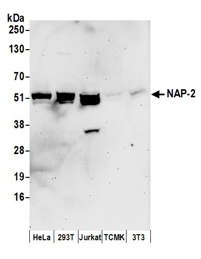 NAP-2 Antibody in Western Blot (WB)
