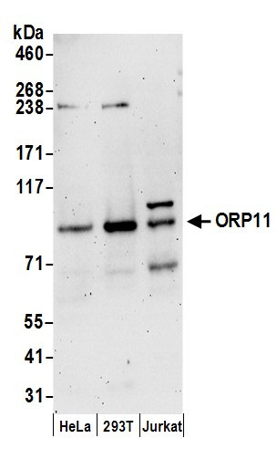 ORP11 Antibody in Western Blot (WB)