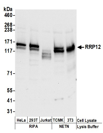 RRP12 Antibody in Western Blot (WB)