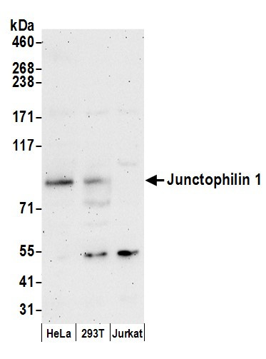 Junctophilin 1 Antibody in Western Blot (WB)