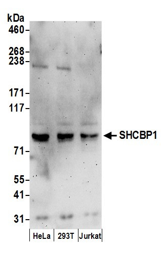 SHCBP1 Antibody in Western Blot (WB)