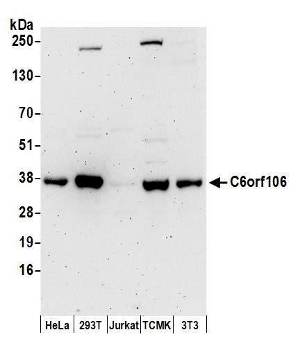 C6orf106 Antibody in Western Blot (WB)