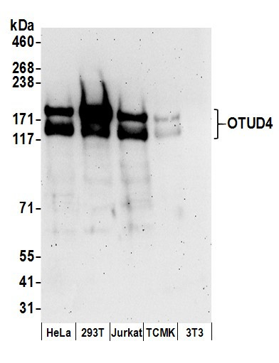OTUD4 Antibody in Western Blot (WB)