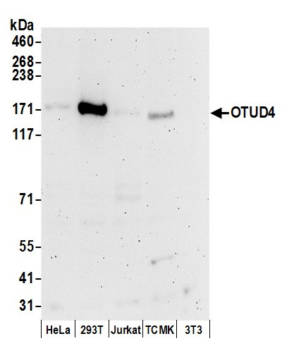 OTUD4 Antibody in Western Blot (WB)
