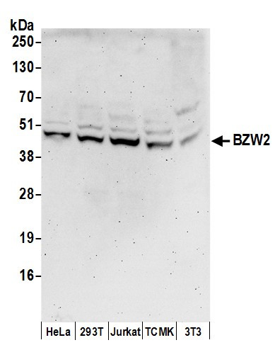 BZW2 Antibody in Western Blot (WB)
