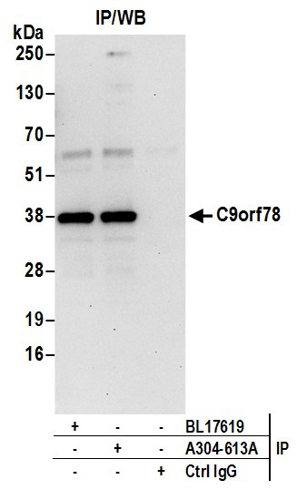 C9orf78 Antibody in Immunoprecipitation (IP)