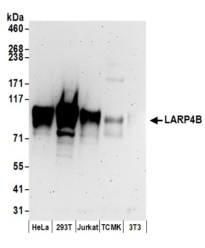 LARP4B Antibody in Western Blot (WB)