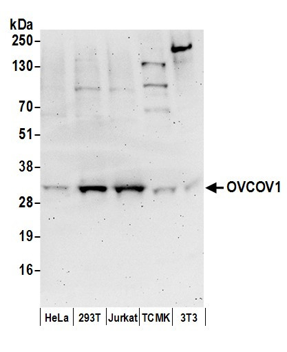 OVCOV1 Antibody in Western Blot (WB)