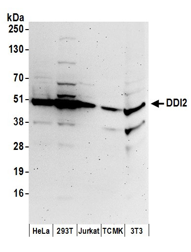 DDI2 Antibody in Western Blot (WB)