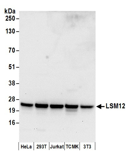 LSM12 Antibody in Western Blot (WB)