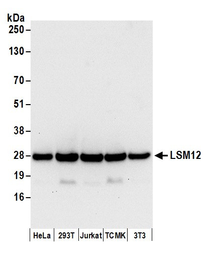 LSM12 Antibody in Western Blot (WB)