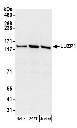 LUZP1 Antibody in Western Blot (WB)