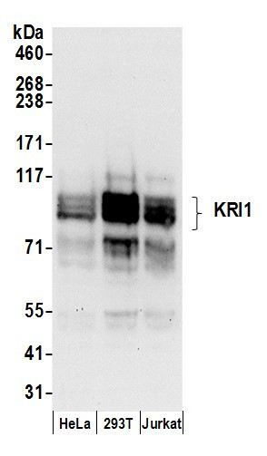 KRI1 Antibody in Western Blot (WB)