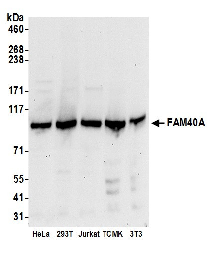 FAM40A Antibody in Western Blot (WB)