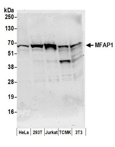 MFAP1 Antibody in Western Blot (WB)