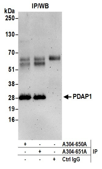 PDAP1 Antibody in Immunoprecipitation (IP)