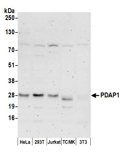 PDAP1 Antibody in Western Blot (WB)