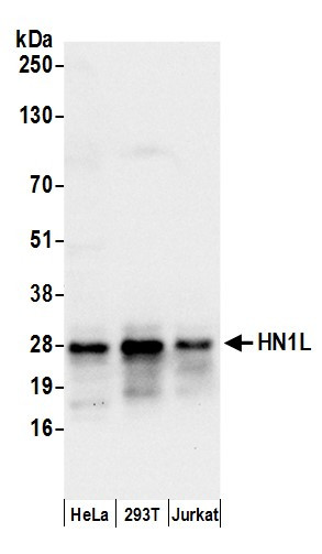 HN1L Antibody in Western Blot (WB)