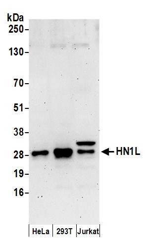 HN1L Antibody in Western Blot (WB)