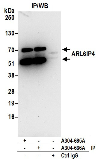 ARL6IP4 Antibody in Immunoprecipitation (IP)