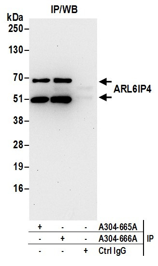 ARL6IP4 Antibody in Immunoprecipitation (IP)