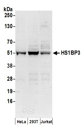 HS1BP3 Antibody in Western Blot (WB)