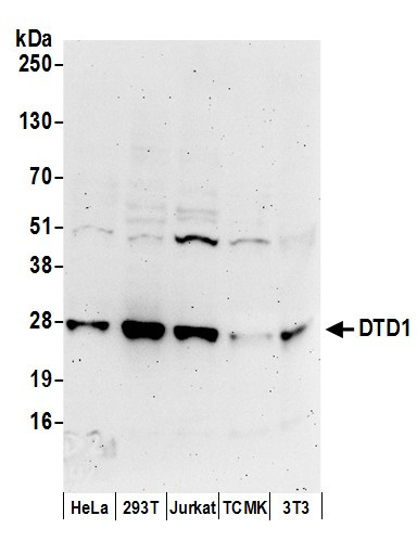 DTD1 Antibody in Western Blot (WB)