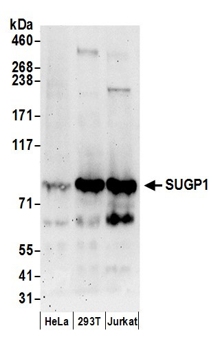 SUGP1 Antibody in Western Blot (WB)