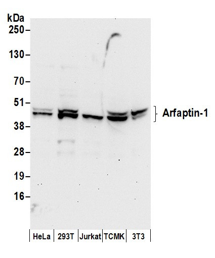 Arfaptin-1 Antibody in Western Blot (WB)