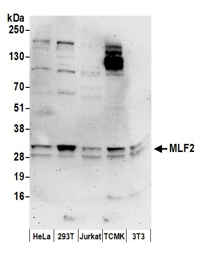 MLF2 Antibody in Western Blot (WB)