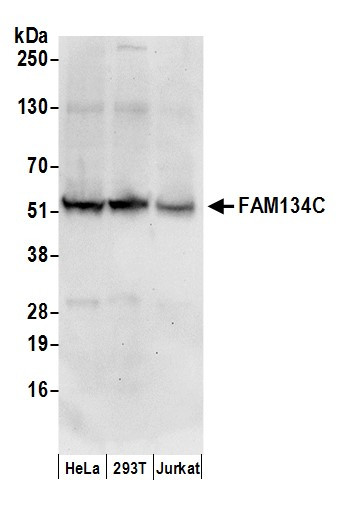 FAM134C Antibody in Western Blot (WB)