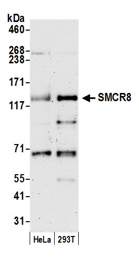 SMCR8 Antibody in Western Blot (WB)