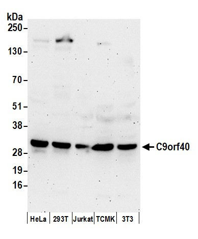 C9orf40 Antibody in Western Blot (WB)