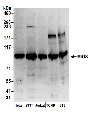 MIOS Antibody in Western Blot (WB)