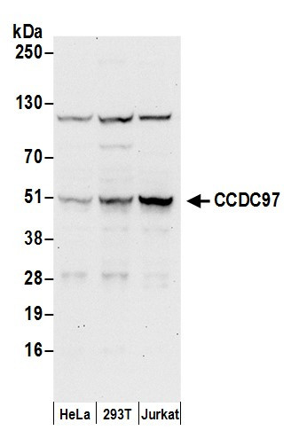 CCDC97 Antibody in Western Blot (WB)