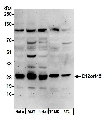 C12orf45 Antibody in Western Blot (WB)