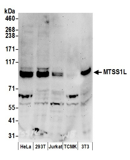 MTSS1L Antibody in Western Blot (WB)