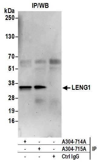 LENG1 Antibody in Immunoprecipitation (IP)