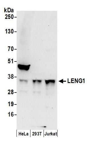 LENG1 Antibody in Western Blot (WB)