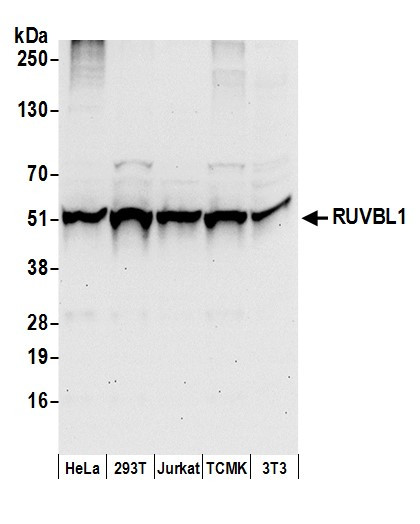 RUVBL1 Antibody in Western Blot (WB)