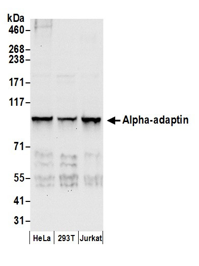 Alpha-adaptin Antibody in Western Blot (WB)