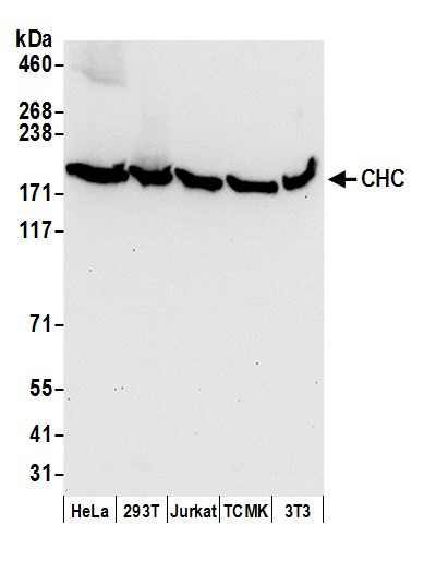 CHC Antibody in Western Blot (WB)