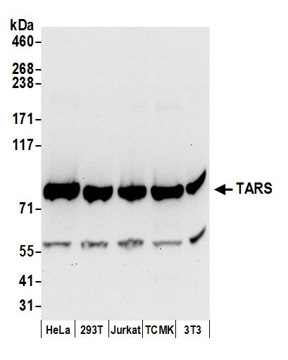 TARS Antibody in Western Blot (WB)