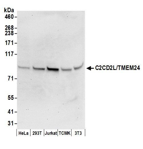 C2CD2L/TMEM24 Antibody in Western Blot (WB)