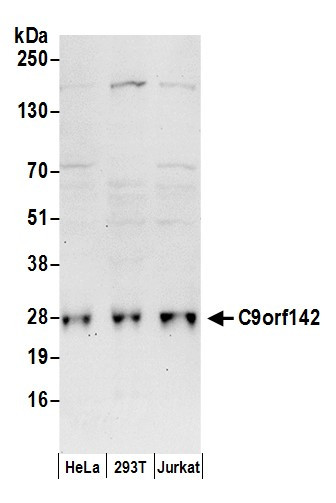 C9orf142 Antibody in Western Blot (WB)