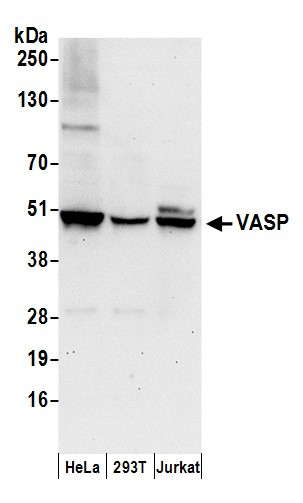 VASP Antibody in Western Blot (WB)