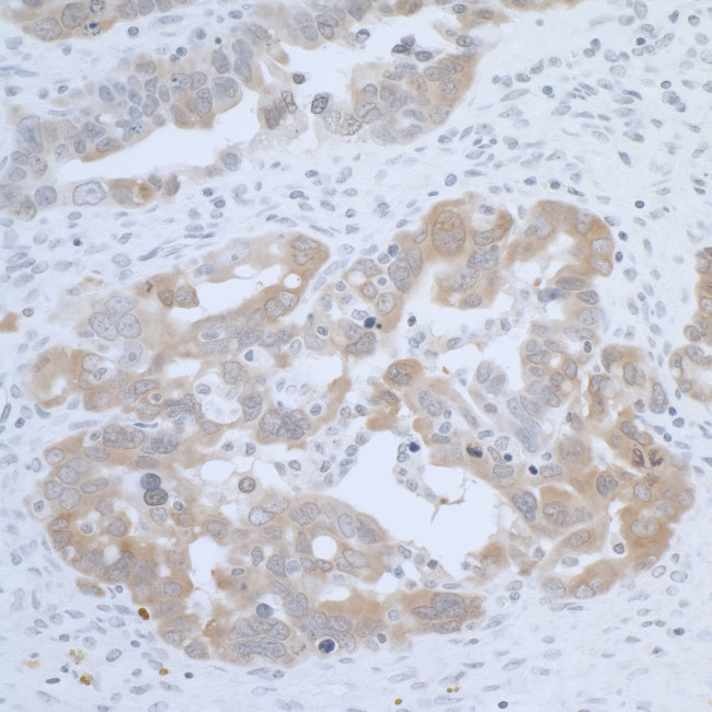 CBS Antibody in Immunohistochemistry (Paraffin) (IHC (P))