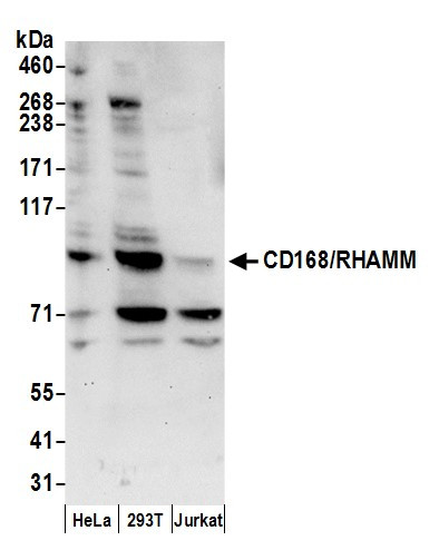 CD168/RHAMM Antibody in Western Blot (WB)