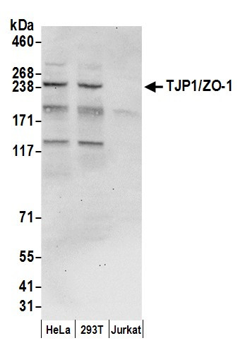 TJP1/ZO-1 Antibody in Western Blot (WB)